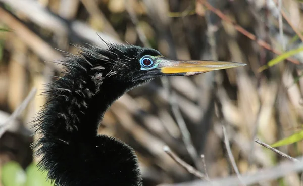 Rosto Uma Anhinga Anhinga Anhinga Mostrando Que Lindo Olho Tiro — Fotografia de Stock