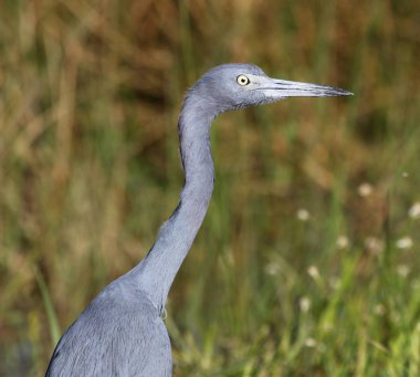 Küçük bir mavi balıkçıl (Egretta caerulea) Florida Everglades Ulusal Parkı, yiyecek arama