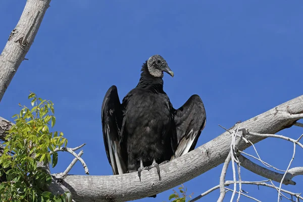 Everglades Ulusal Parkı Florida Kara Akbaba Coragyps Atratus Vurdu — Stok fotoğraf