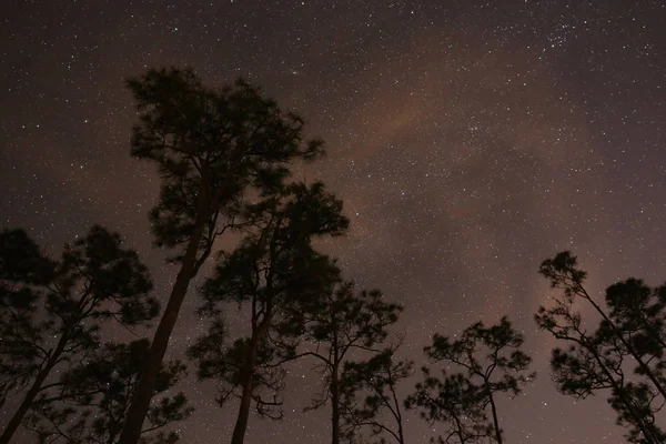 The night sky shot against the silhouette of pine tree ins Lone Pine Key Campground in Everglades National Park, Florida