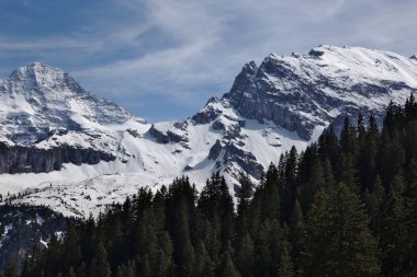 Bernese Alpleri ve bir alp ağacı, Murren, İsviçre 'nin hemen dışında çekildi..