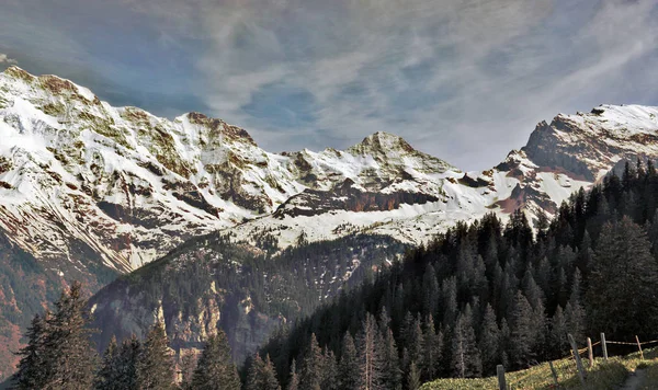 Bernské Alpy Alpská Stromová Linie Vystřelené Hned Murrenem Švýcarsku — Stock fotografie