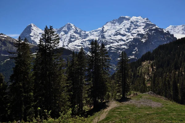 Eiger Monch Jungfrau Sviçre Nin Bernese Alpleri Nde Ufukta Murren Stok Resim