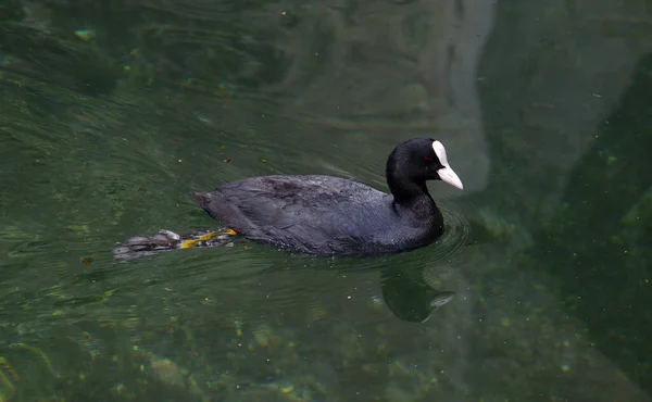 Eurazjatycki Coot Fulica Atra Pływający Jeziorze Genewa Niedaleko Montreux Szwajcaria — Zdjęcie stockowe