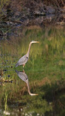 Bir Büyük Mavi Balıkçıl (Ardea herodias), Kitchener, Ontario 'da çekilen bir göletin yüzeyine yansıyan. 
