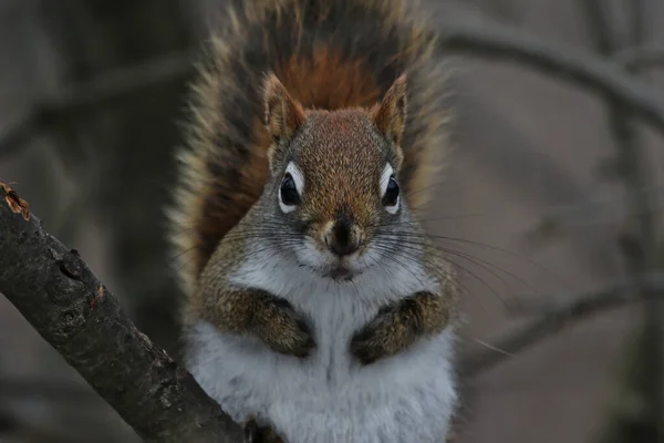 Americká Červená Veverka Tamiasciurus Hudsonicus Zírá Zpět Zastřelen Cambridge Ontario — Stock fotografie