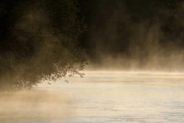 Saule Penché Dessus Brouillard Doré Élevant Large Rivière Conestogo Abattu — Photo