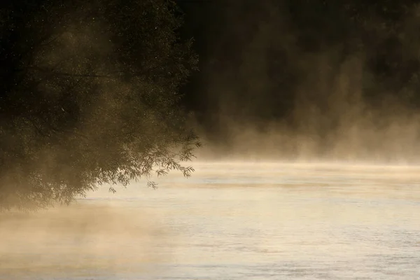 Salice Appoggiato Sopra Nebbia Dorata Che Sorge Largo Del Fiume — Foto Stock