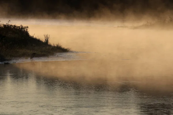 Golden Mist Rises Conestogo River Great Blue Heron Ardea Herodias — Stock Photo, Image