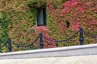 Sarmaşıkla kaplı eski tuğla duvar