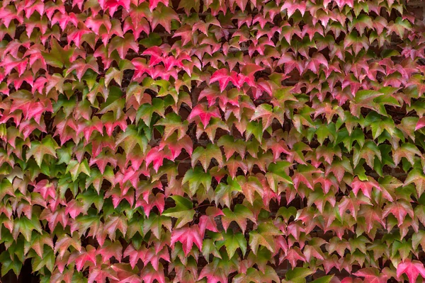 Wand mit grün-roten Efeublättern bewachsen — Stockfoto