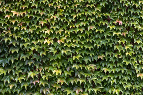 Arka plan kalın yeşil sarmaşık yaprakları