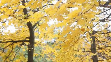 Parkta sarı sonbahar yaprakları