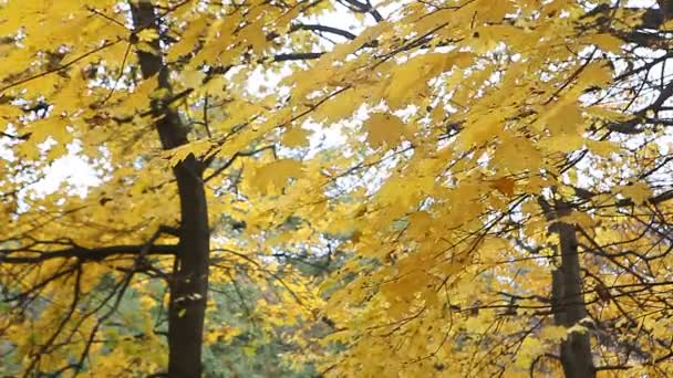Желтые осенние листья в парке — стоковое видео