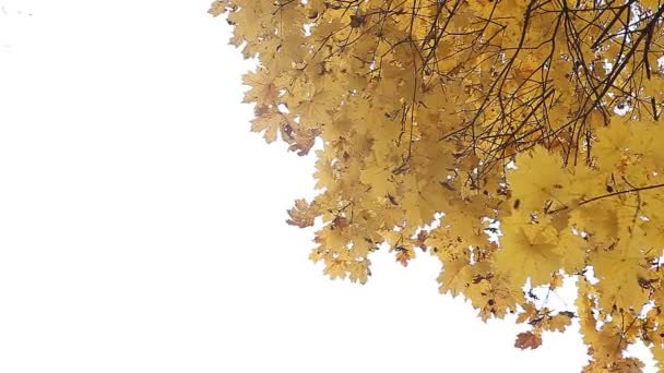 Yellow autumn leaves in the park — Stock Video