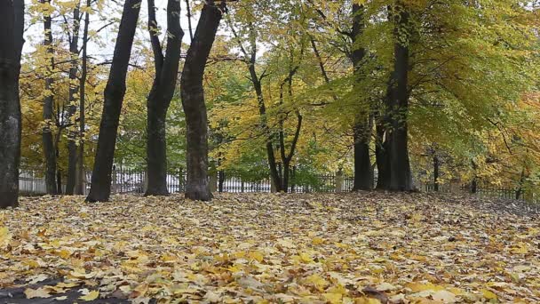 Feuilles d'automne jaunes dans le parc — Video