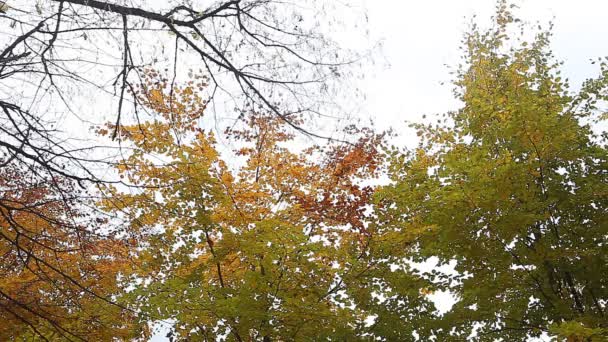 Hojas amarillas de otoño en el parque — Vídeo de stock