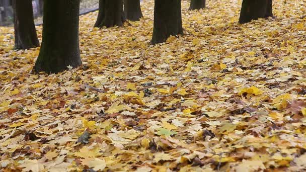 Желтые осенние листья в парке — стоковое видео