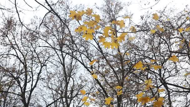 Folhas de outono amarelo no parque — Vídeo de Stock