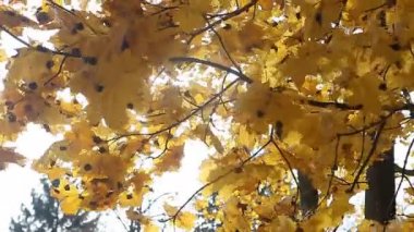 Rüzgarlı bir sonbahar gününde altın sarı yapraklar