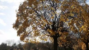 Rüzgarlı bir sonbahar gününde altın sarı yapraklar