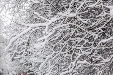 Kar yağışı kapattıktan sonra şube karla kaplı