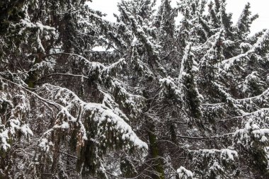 Kar yağışı kapattıktan sonra şube karla kaplı