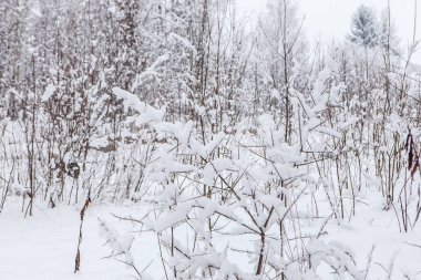 Kar yağışı kapattıktan sonra şube karla kaplı