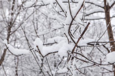 Kar yağışı kapattıktan sonra şube karla kaplı