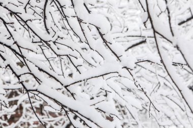 Kar yağışı kapattıktan sonra şube karla kaplı