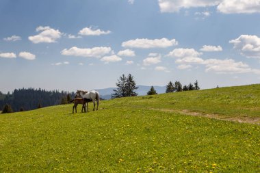 At colt yeşil mera üzerinde