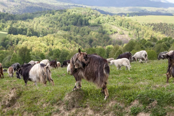 Herd of goats in green pasture — Stock Photo, Image