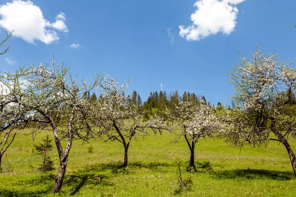 Paesaggio montano con fiori d'albero, bellezza della natura — Foto Stock