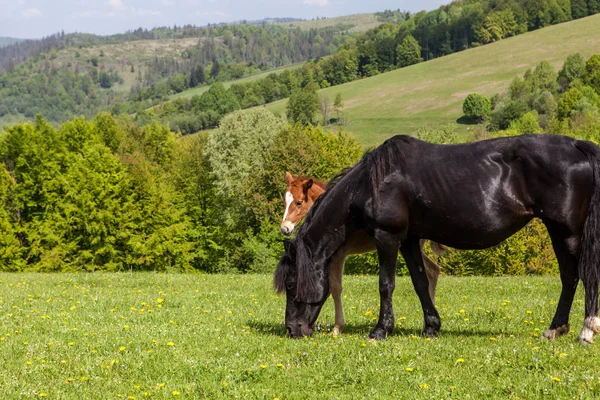 Troupeau de chevaux sur les pâturages verts — Photo