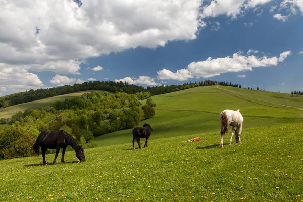 Herd of horses on green pastures — Stock Photo, Image