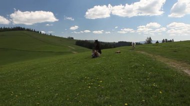 At yeşil dağ mera ücretsiz çalışan grup