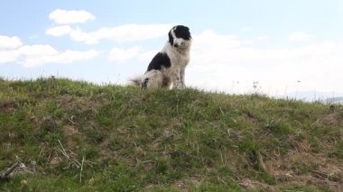 Sheppard köpek koruma keçi koyun sürüsü dağ Çayır Mera
