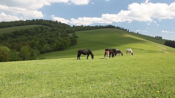 Groupe de chevaux en liberté dans les pâturages verts 