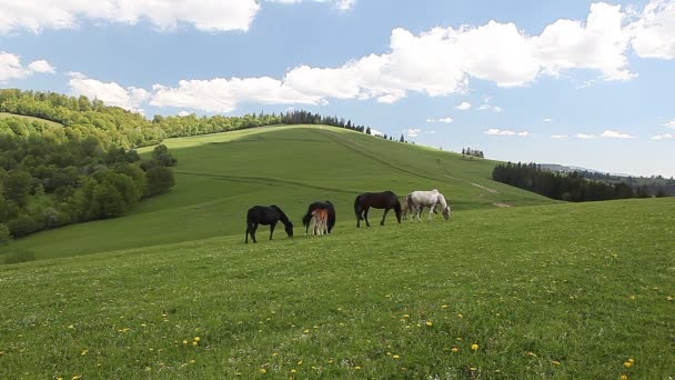 Група коней, що біжать вільно в зеленому гірському пасовищі — стокове відео
