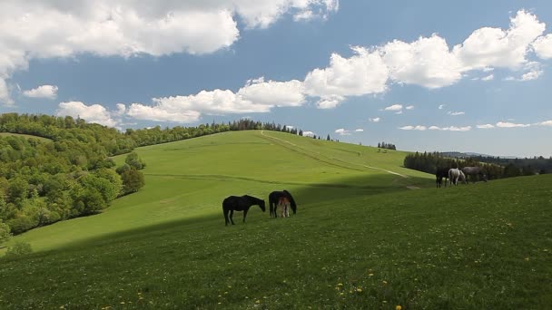 Groupe de chevaux en liberté dans les pâturages verts 