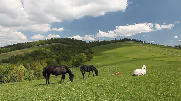 Группа лошадей, бегущих на зеленом горном пастбище — стоковое видео