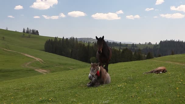 Группа лошадей, бегущих на зеленом горном пастбище — стоковое видео