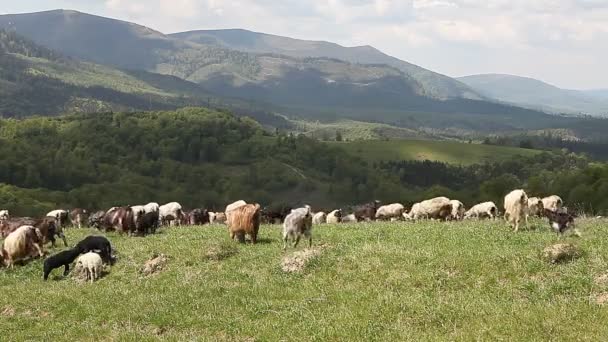 Kudde geiten schapen in groene berg grasland weide — Stockvideo