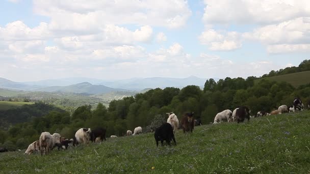 Herd of goats sheep in green mountain pasture meadow — Stock Video