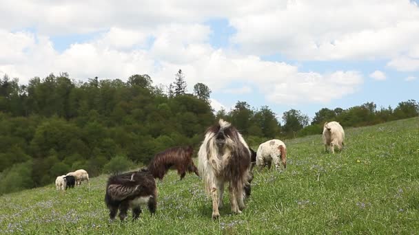 Manada de cabras ovejas en prado de pasto de montaña verde — Vídeo de stock