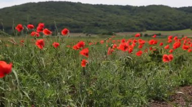 Haşhaş çiçekleri karşı mavi gökyüzü / yaz çayır