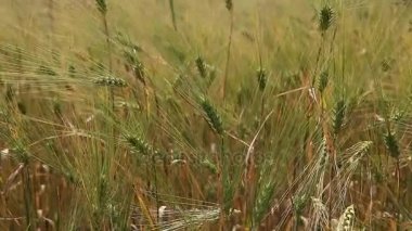Buğday tahıl kırpma alanı güneşli bir günde