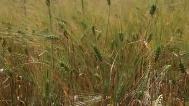 Buğday tahıl kırpma alanı güneşli bir günde