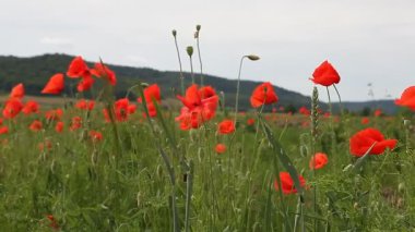 Haşhaş çiçekleri karşı mavi gökyüzü / yaz çayır