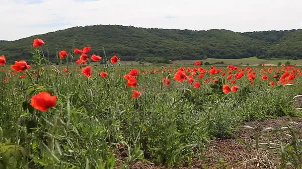 Flores de amapola contra el cielo azul / prado de verano — Vídeos de Stock